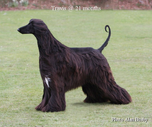 Afghan Hound Dog Breed Puppies