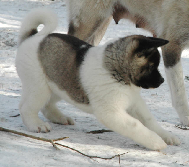 Akita Puppy Pictures