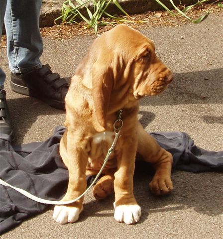 bloodhound dogs pictures. Bloodhound Dog Breed Puppies
