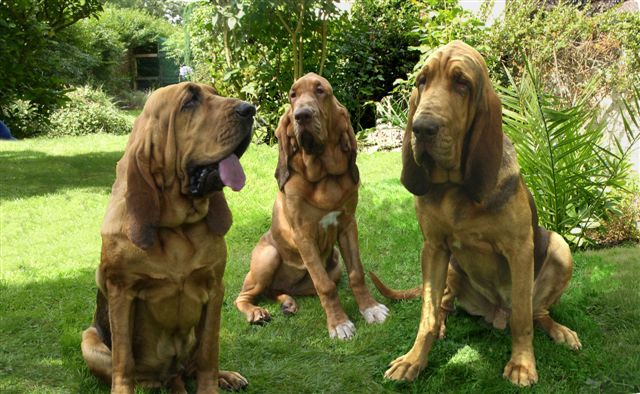 Bloodhound Dogs Breeds
