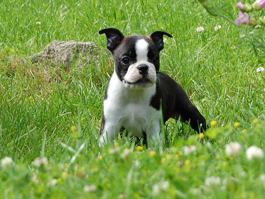 Boston Terrier Dog Puppy