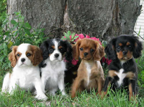  - Cavalier-King-Charles-Spaniel-Puppies29