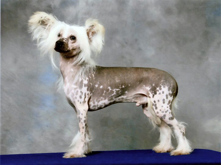 Chinese Crested Dog Dog Breed Puppies