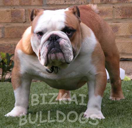 british bulldog tattoos. english ulldog