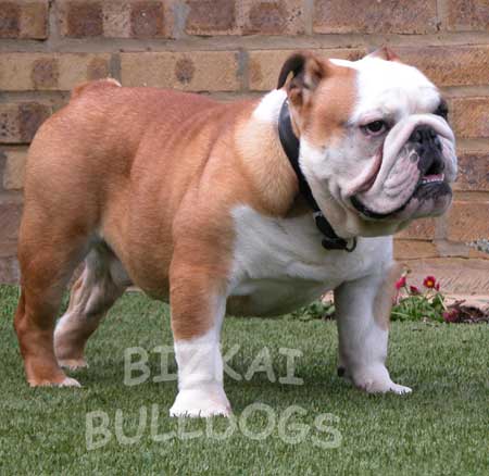 ronnie the english bulldog ronnie is our stud dog he is