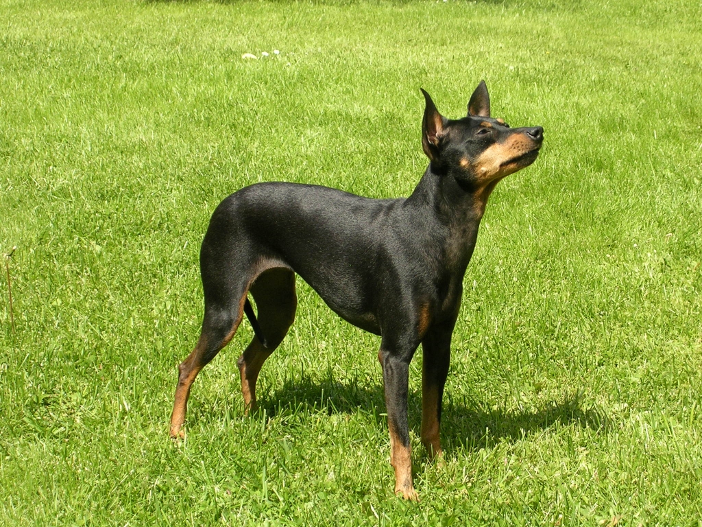 English Toy Terrier Dog Breed Puppies