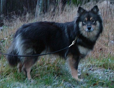 Finnish Lapphund Dog Breed Puppies