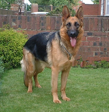 Large Breeds on Large   Strong And Fast Might Simply State The Breed S Physical
