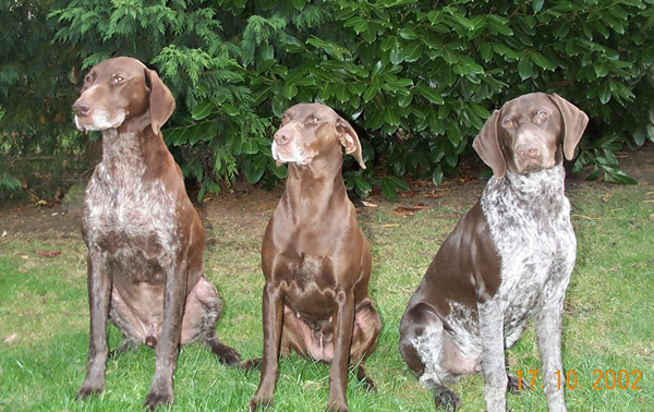 Three beautiful German Shorthaired Pointer dogs hunting in the forest