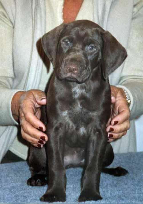German Shorthaired Pointer Puppies Pictures