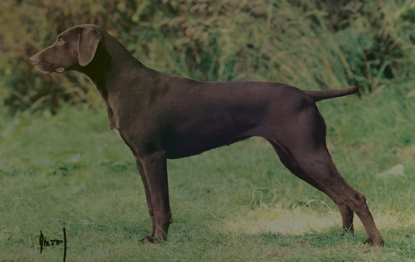Large Short Haired Dog Breeds. German Shorthaired Pointer