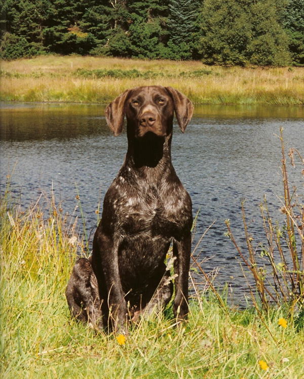 German Shorthaired Pointer male dog sitting near the river