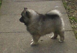 Keeshond Puppies on Keeshond Puppies Pictures Photos Pics