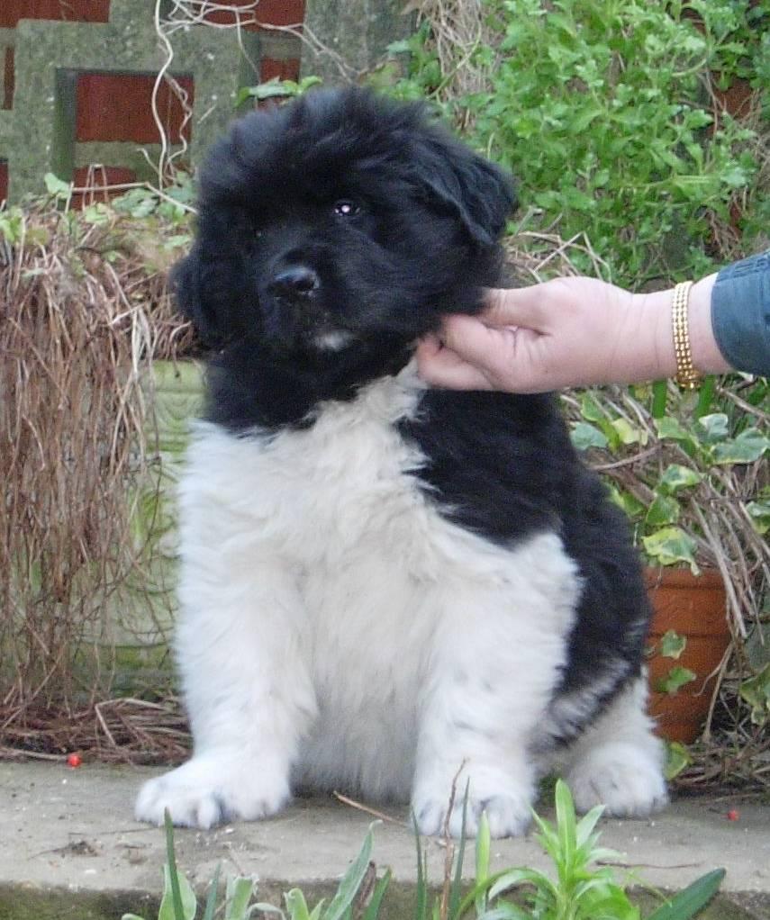 Newfoundland Puppy and Adult