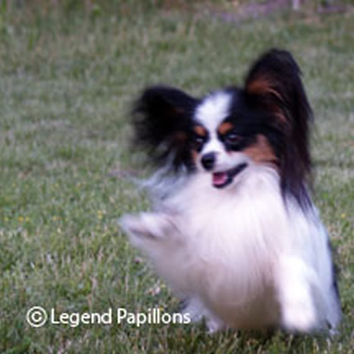 Papillon Dog Wallpaper, Puppy Pictures, Breed Info.  500x529 