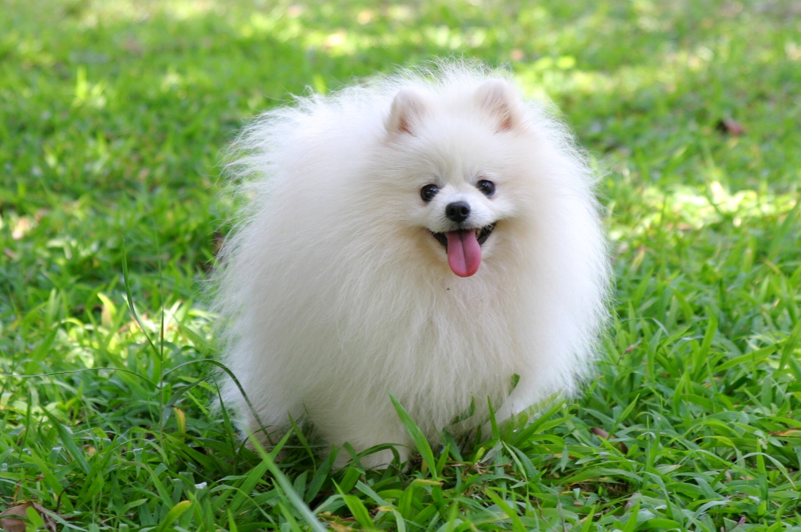 [Image: Pomeranian-Puppy1.jpg]
