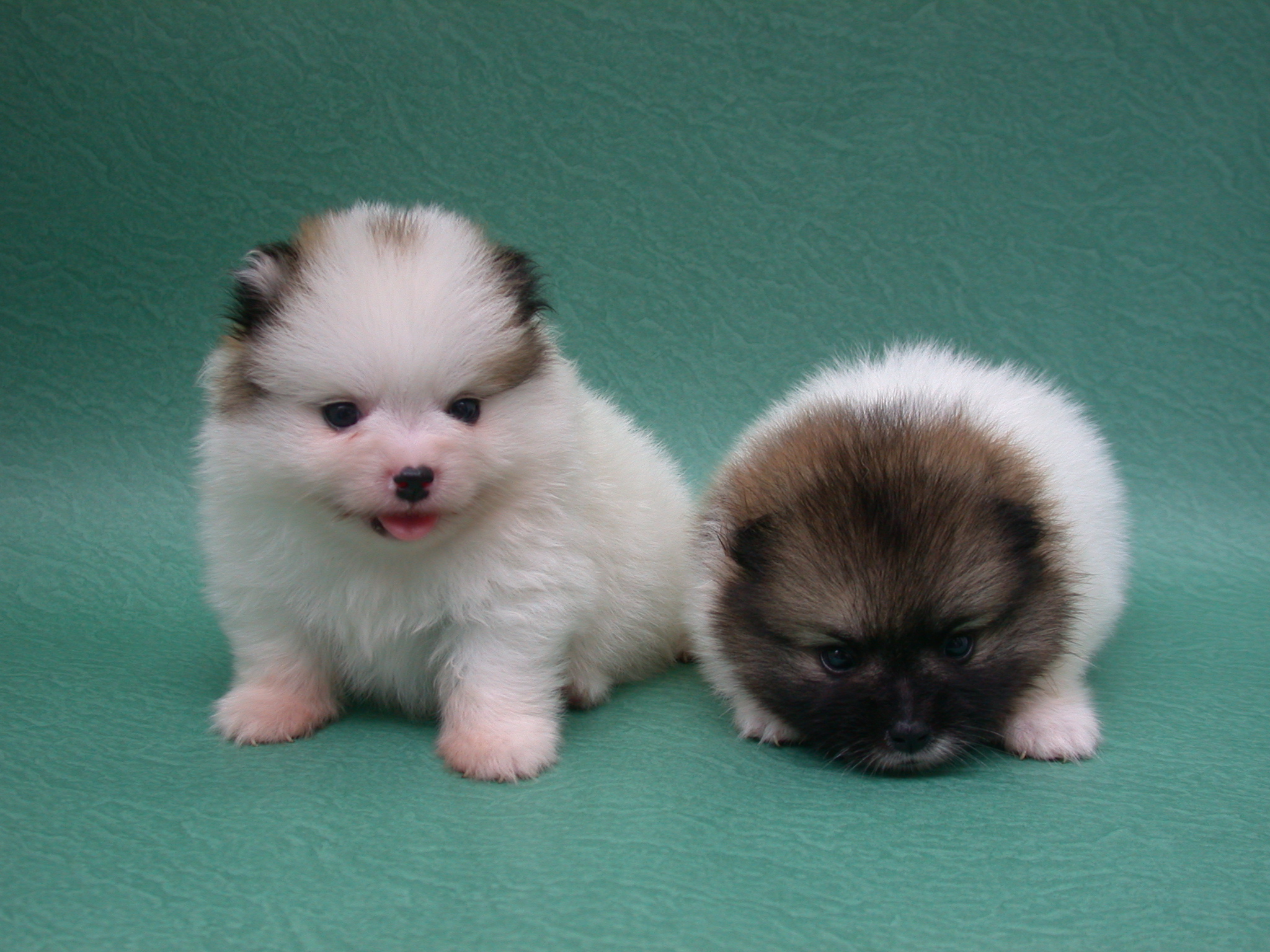 Puppy Cute: Pomeranian Puppy
 Newborn Pomeranian