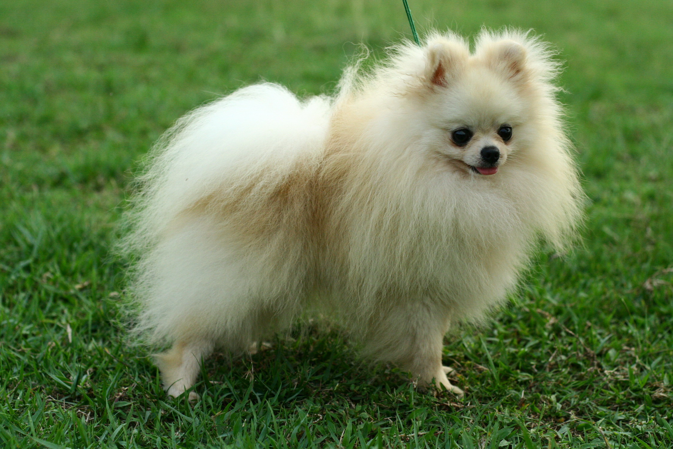 Cream Toy Pomeranian