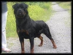 Rottweiler Baros 3 years old