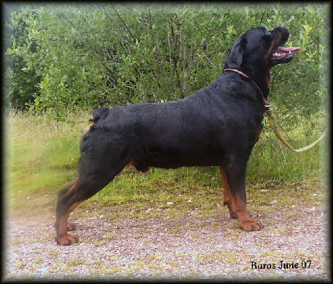 Large  Breeds on Picture Of Baros With Thanks To  Trudos Rottweilers  Www Trudos Co Uk