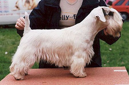 Sealyham Terrier Dog Breed Puppies