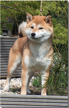 shiba inu puppy. Female Red Sesame Shiba.