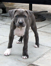 Blue Stafford Bull Terrier Puppy