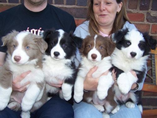 http://www.completedogsguide.com/images/dog-breeds/largepic/border-collie-puppies5.jpg