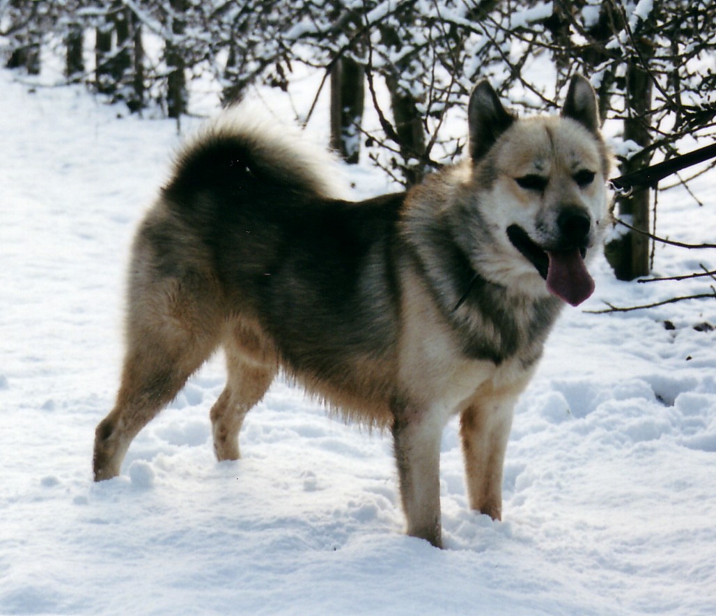 Greenland Dog Dog Bre...