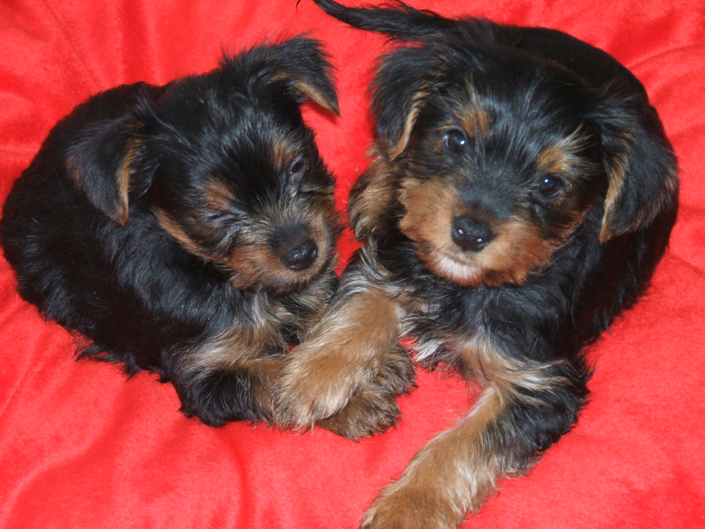 Get yorkshire terrier yorkie puppies for sale in ohio
