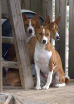 3 Basenji Dogs