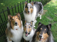 Rough Collie Dogs