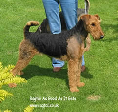 11 Years Old Airedale Terrier