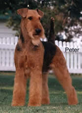 Airedale Terrier American Champion Serendipity Eagles Wings
