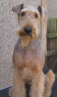 2 Years Old Airedale Terrier
