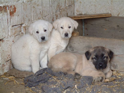 Akbash Shepherd Puppies
