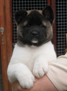 Akita 6 week old pup