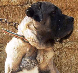 Anatolian Shepherd Dog Head