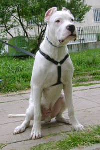 Adult Argentine Dogo