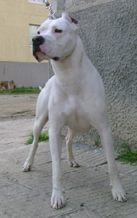 Argentino Dogo