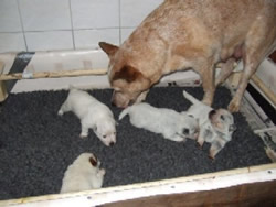 Australian Cattle Dog Amazon and her puppies 