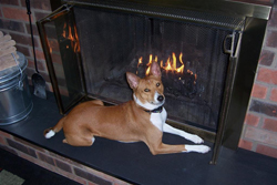 Basenji Leo by the fireplace