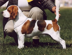  Beagle Pic