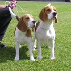 Beagle Maj & Arty