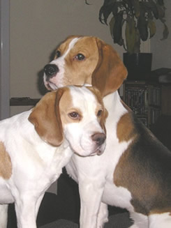 Beagle Sienna & Arty