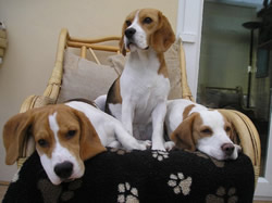 Beagle Arty, Lady & Sienna