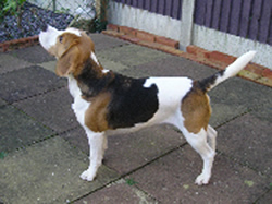 Beagle Merlin