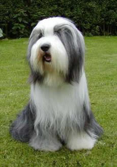 Bearded Collie female 3 years old, black and white 
