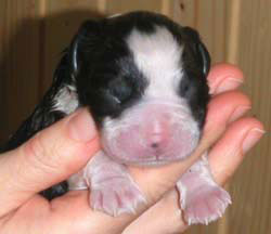 Bearded Collie first minutes on the world