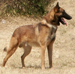 Belgian Shepherd Dog Groenendael Yale